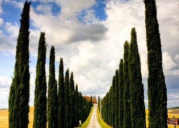 Maremma in Gravel - viale alberato