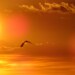 delta del po - tramonto sul deltasole