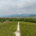 Nova Eroica Conegliano Valdobbiadene Prosecco Hills