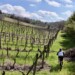 scoprire il Chianti - You'r Welcome®