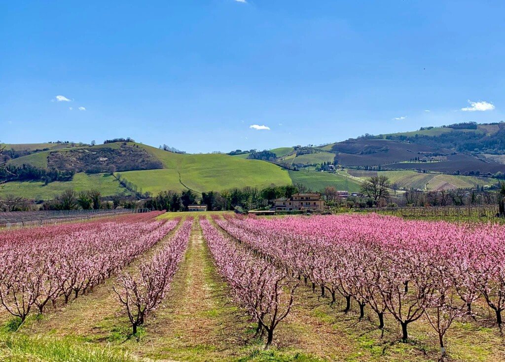 valdaso fioritura