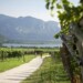 Wine&Bike Alto Adige Collection