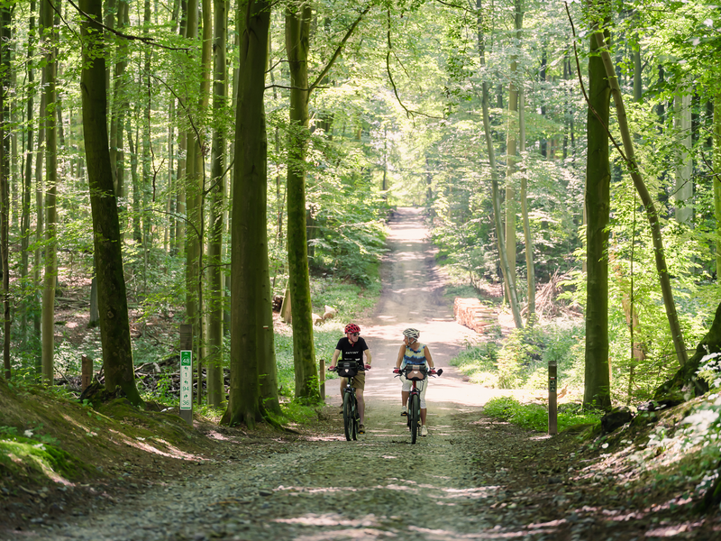 Foresta di Soignes