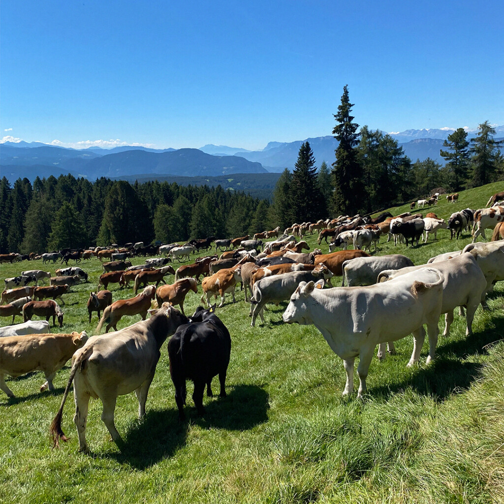 In bicicletta sul Corno del Renon - Barthlmastag 