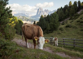 In bicicletta sul Corno del Renon -©IDM Südtirol Alto Adige Tobias Kaser