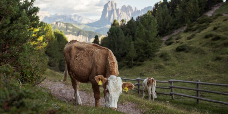 In bicicletta sul Corno del Renon -©IDM Südtirol Alto Adige Tobias Kaser