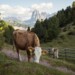 In bicicletta sul Corno del Renon -©IDM Südtirol Alto Adige Tobias Kaser
