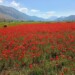 Cammino Medievale Molise
