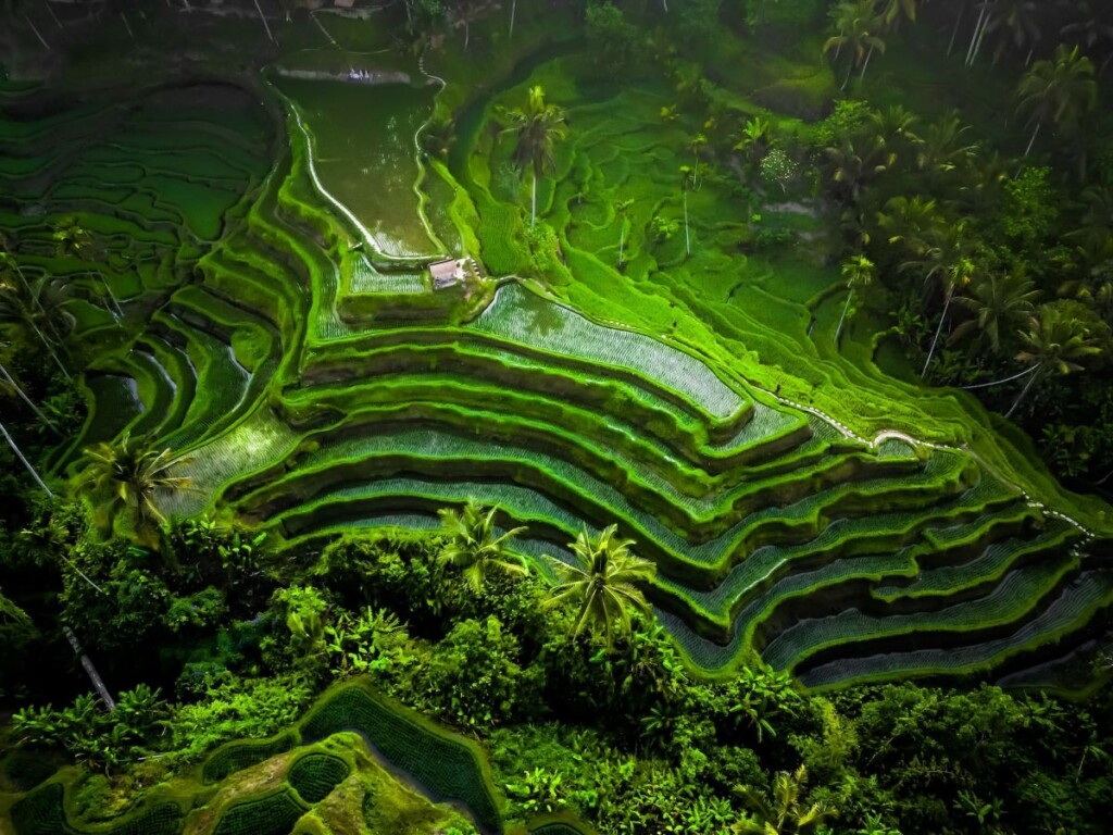 Risaie di Tegallalang - Bali in bicicletta