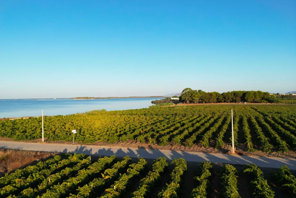 Feudo Stagnone di Marsala - Sicilia